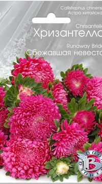 Астра Хризантелла Сбежавшая невеста