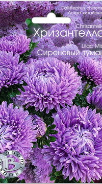 Астра Хризантелла Сиреневый туман