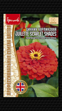 Цинния карликовая Juilette Scarlet Shades