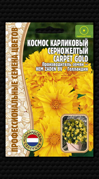 Космос Carpet Gold карликовый серножёлтый