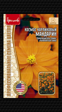 Космос Мандарин карликовый серножёлтый