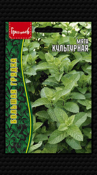 Мята Культурная