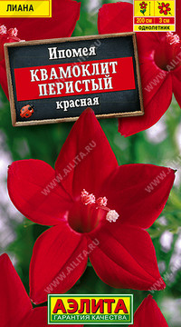 Ипомея Квамоклит красная