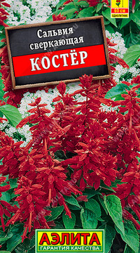 Сальвия Костер