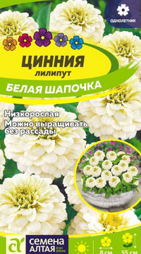 ЦИННИЯ ЛИЛИПУТ БЕЛАЯ ШАПОЧКА