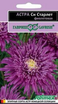 Астра Си Старлет фиолетовая