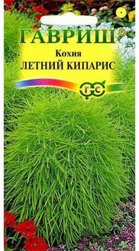 Кохия веничная Летний кипарис Гавриш