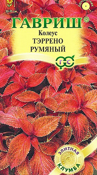 Колеус Тэррено румяный