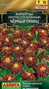 Бархатцы Черный принц отклоненные
