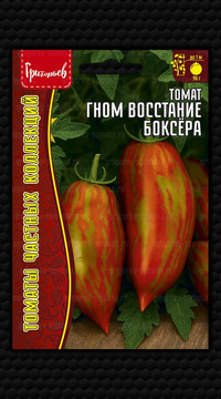 Томат Гном Восстание Боксёра