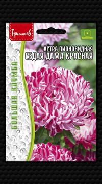 Астра Седая Дама Красная пионовидная