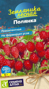 Земляника Полянка ремонтантная