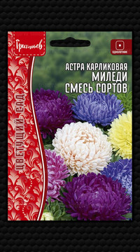 Астра Миледи Смесь Сортов карликовая