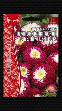 Астра Помпонная Красная с Белым Центром китайская