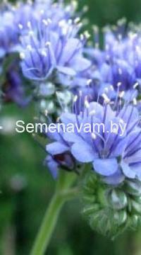 Фацелия(весовая) 0.5 кг.